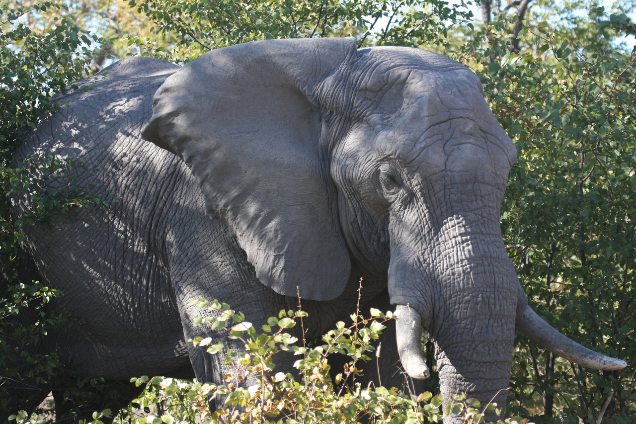 [17016] 2016_06_27_09_19_30_Africa_Canon_EOS_40D_IMG__02365.jpg