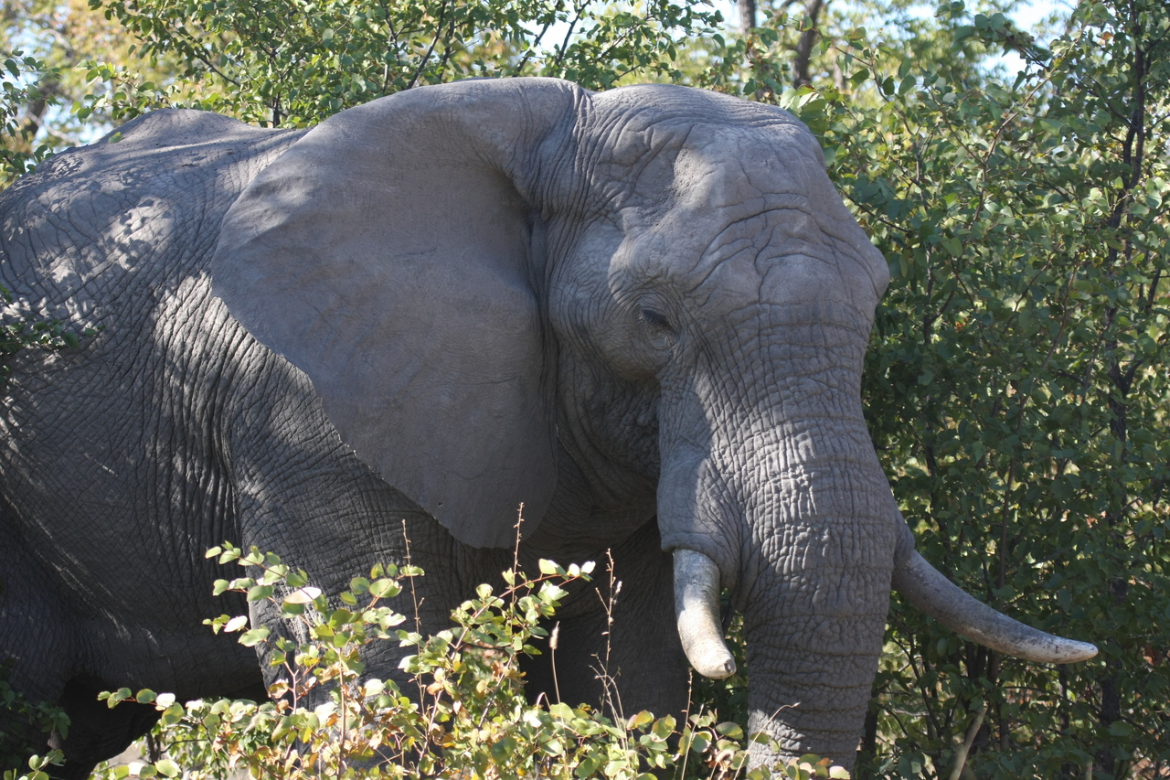 [17019] 2016_06_27_09_19_38_Africa_Canon_EOS_40D_IMG__00076.jpg