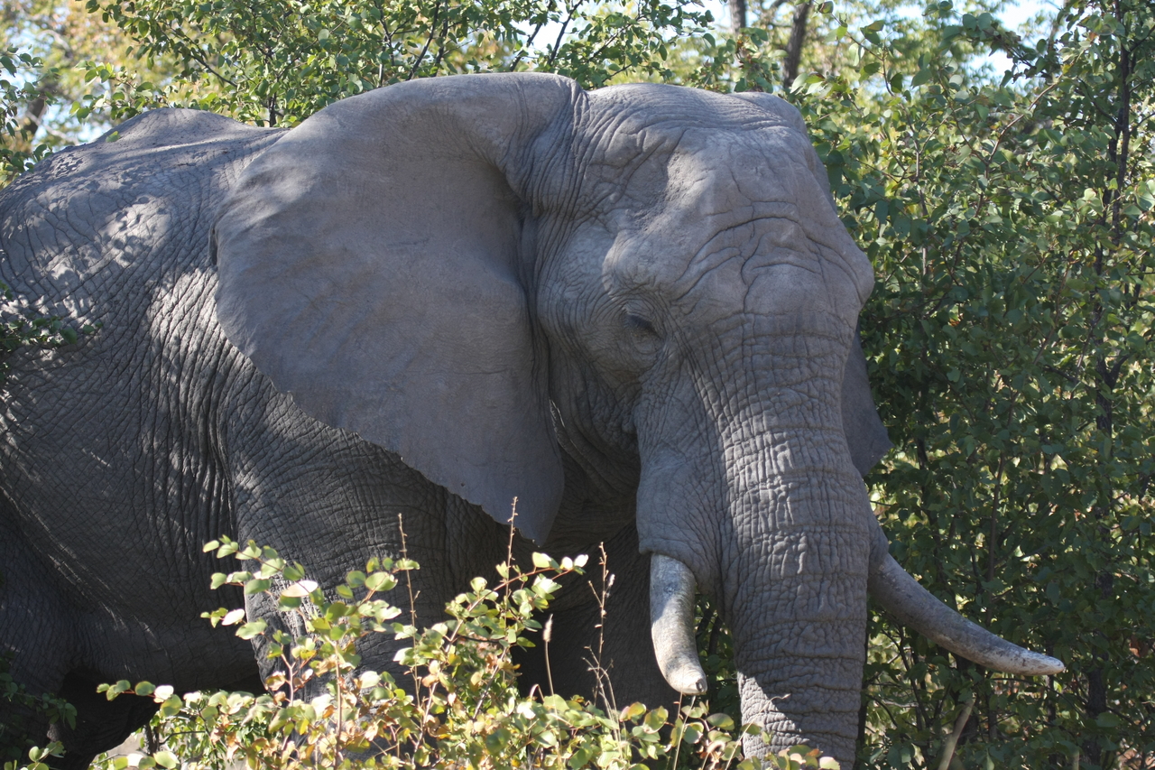 [17020] 2016_06_27_09_19_38_Africa_Canon_EOS_40D_IMG__00077.jpg