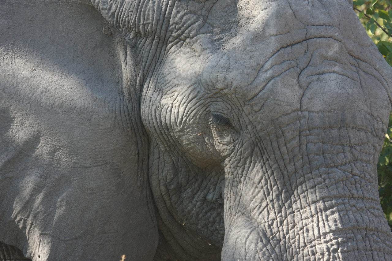 [17032] 2016_06_27_09_19_46_Africa_Canon_EOS_40D_IMG__09817.jpg