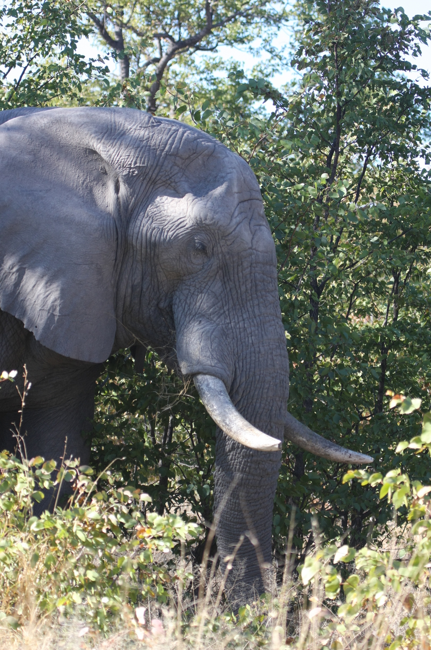 [17053] 2016_06_27_09_20_22_Africa_Canon_EOS_40D_IMG__00089.jpg