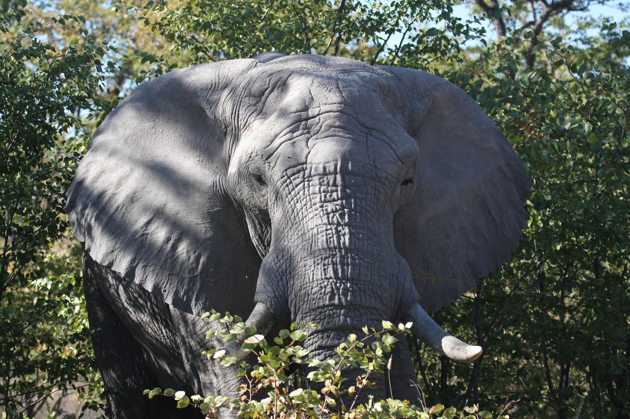 [17058] 2016_06_27_09_25_59_Africa_Canon_EOS_40D_IMG__00091.jpg