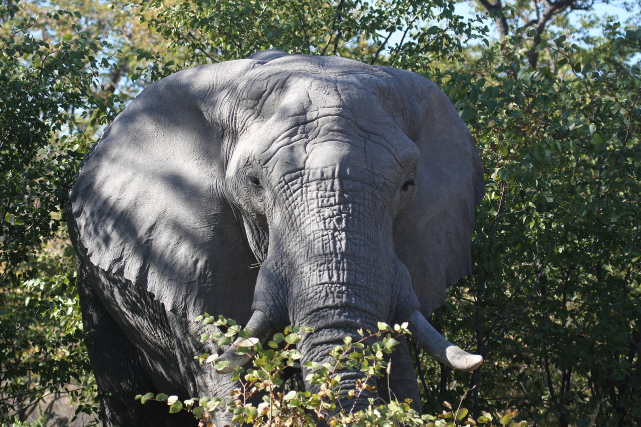 [17061] 2016_06_27_09_26_01_Africa_Canon_EOS_40D_IMG__00092.jpg