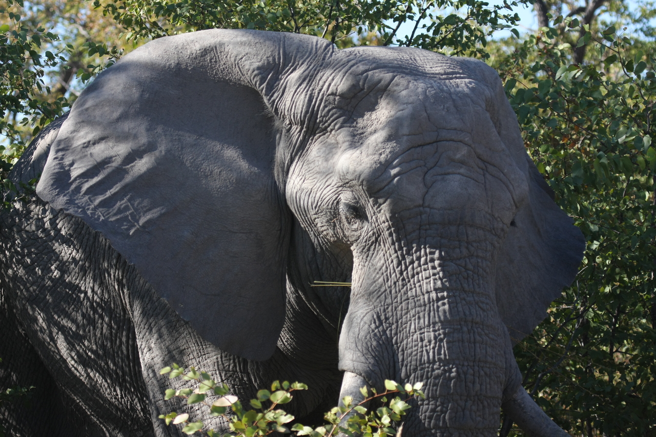 [17090] 2016_06_27_09_26_16_Africa_Canon_EOS_40D_IMG__02385.jpg