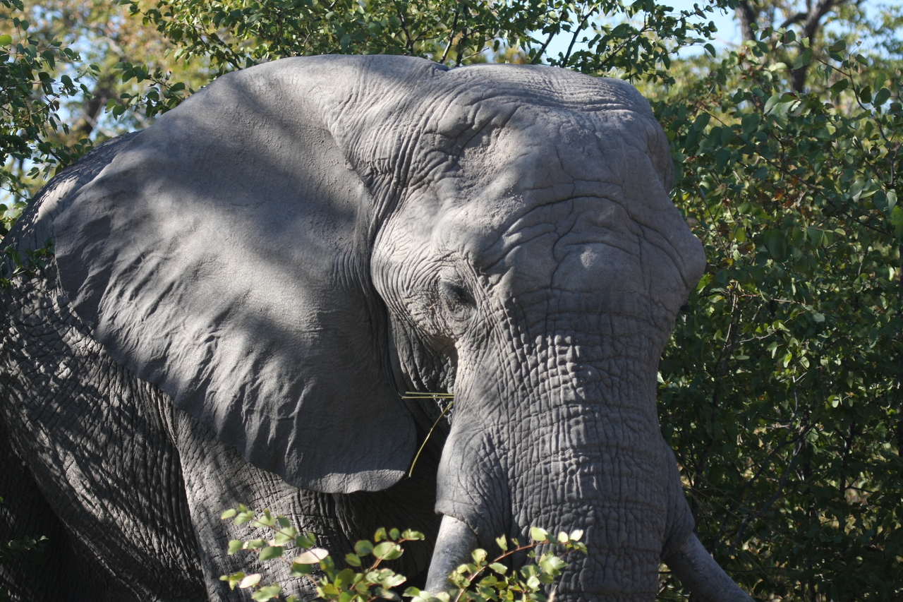 [17093] 2016_06_27_09_26_16_Africa_Canon_EOS_40D_IMG__09833.jpg