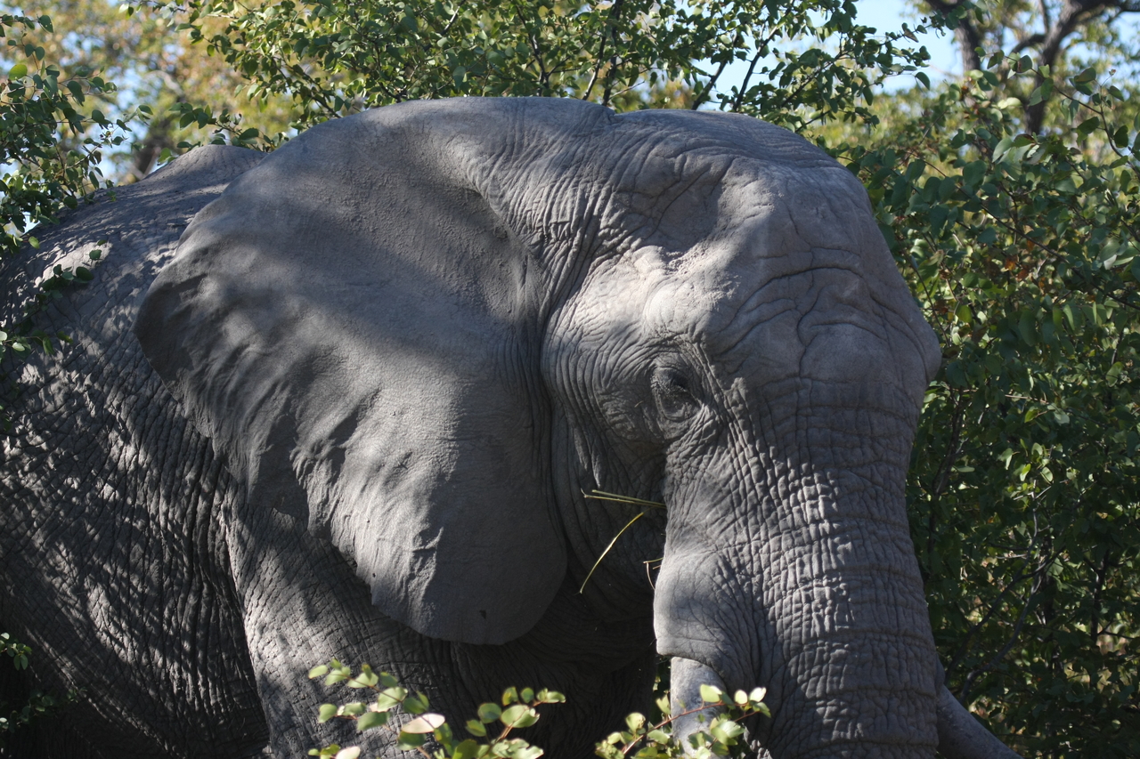 [17095] 2016_06_27_09_26_18_Africa_Canon_EOS_40D_IMG__02387.jpg