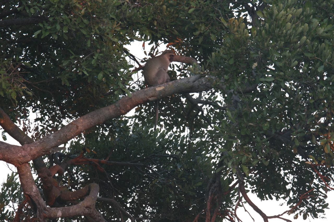 [17490] 2016_06_28_01_04_00_Africa_Canon_EOS_40D_IMG__00668.jpg