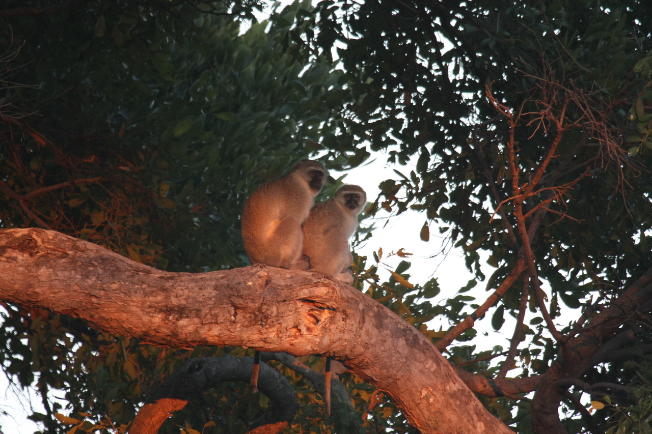 [17503] 2016_06_28_01_05_13_Africa_Canon_EOS_40D_IMG__02390.jpg