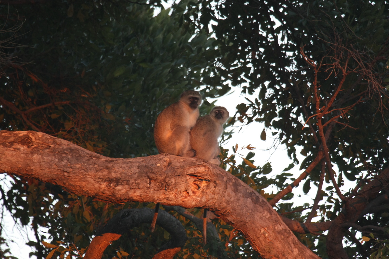 [17515] 2016_06_28_01_05_19_Africa_Canon_EOS_40D_IMG__09881.jpg