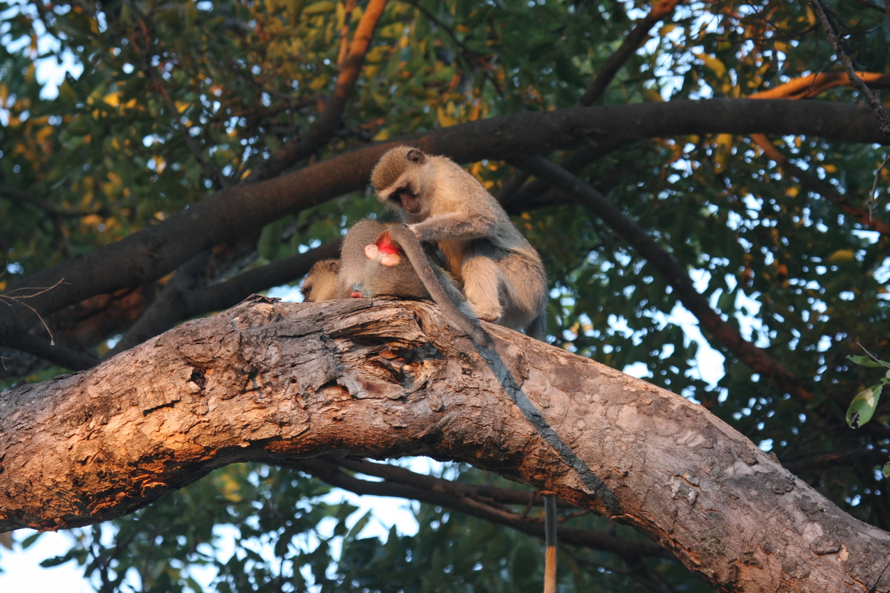 [17516] 2016_06_28_01_08_18_Africa_Canon_EOS_40D_IMG__00058.jpg