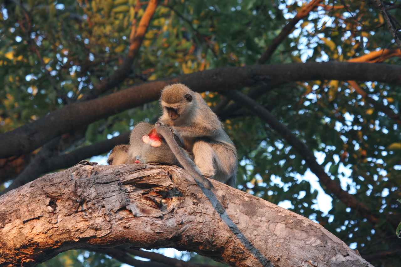 [17520] 2016_06_28_01_08_25_Africa_Canon_EOS_40D_IMG__00080.jpg