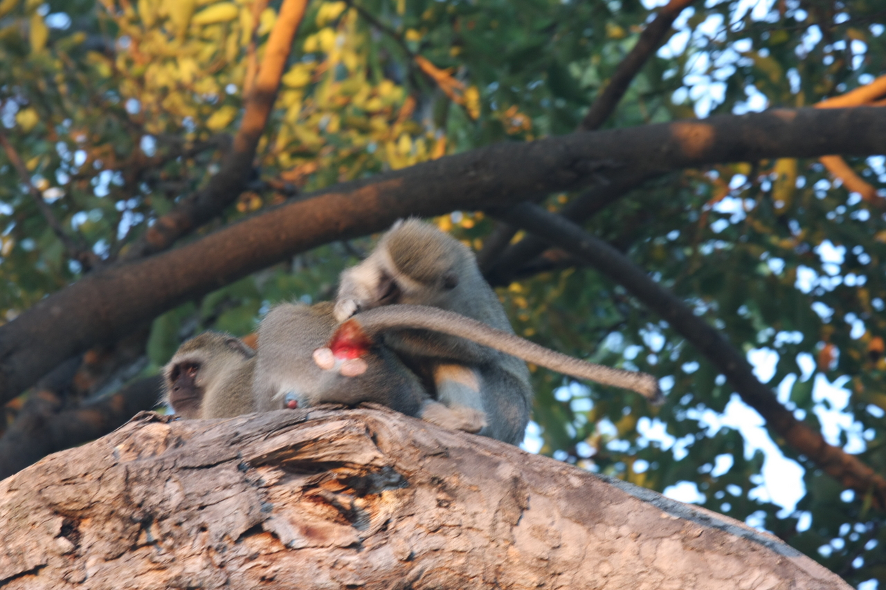 [17531] 2016_06_28_01_09_50_Africa_Canon_EOS_40D_IMG__00114.jpg