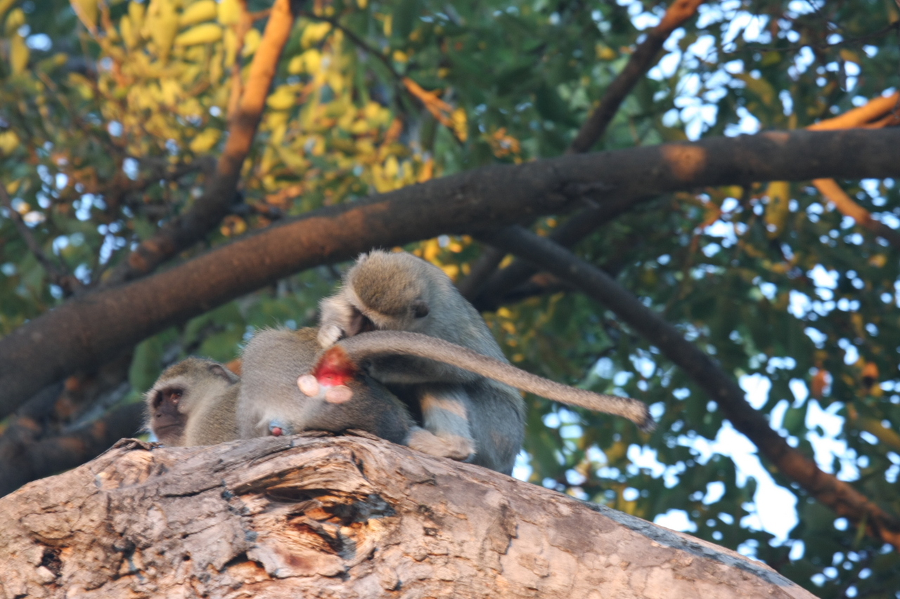 [17534] 2016_06_28_01_09_50_Africa_Canon_EOS_40D_IMG__02512.jpg