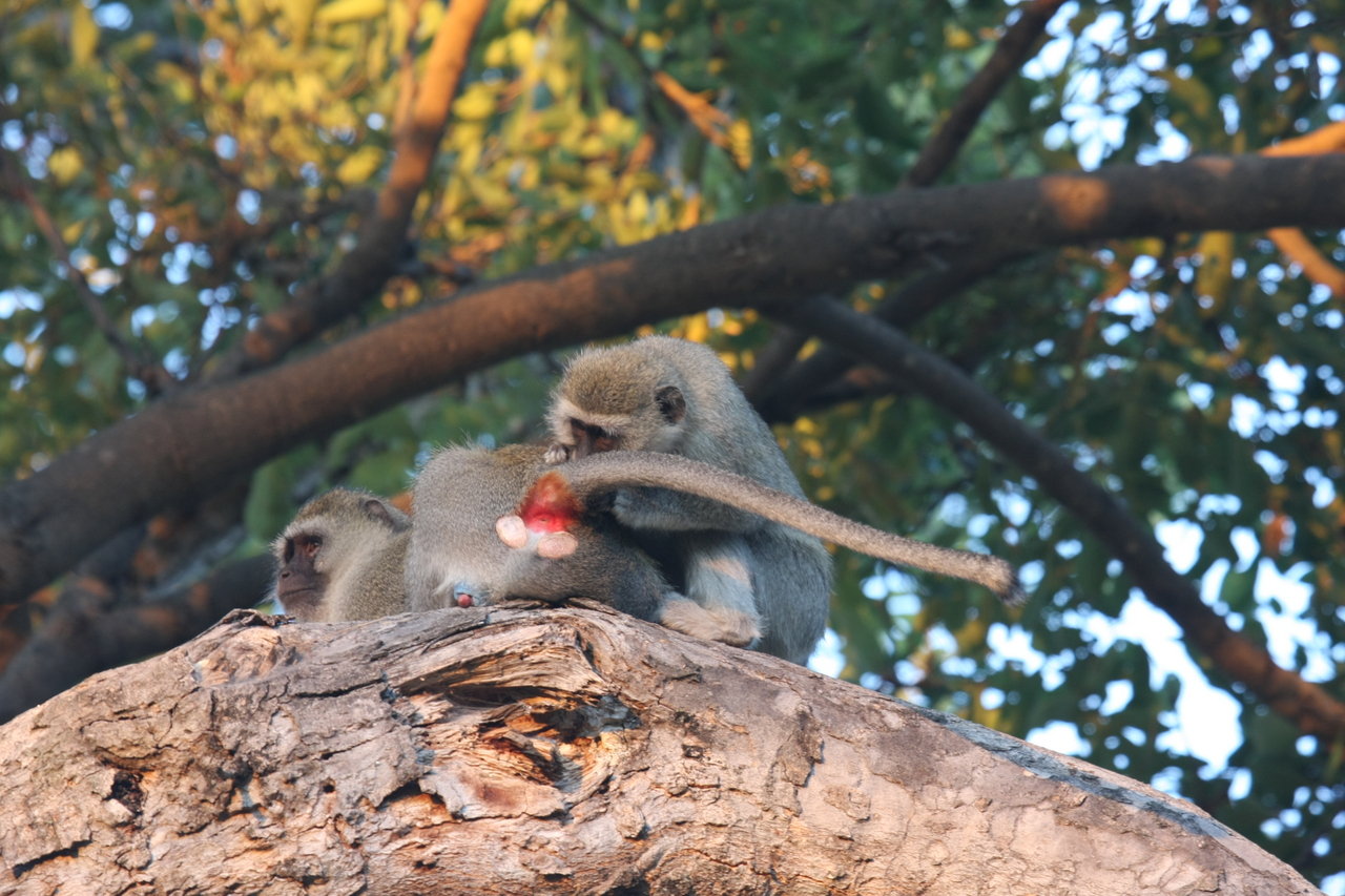 [17541] 2016_06_28_01_09_54_Africa_Canon_EOS_40D_IMG__02523.jpg