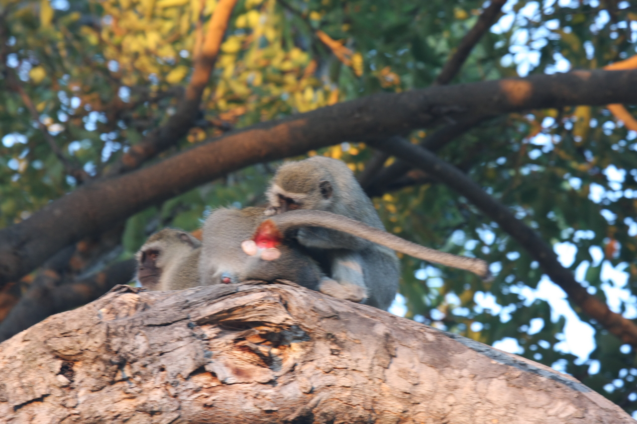 [17544] 2016_06_28_01_09_54_Africa_Canon_EOS_40D_IMG__09981.jpg