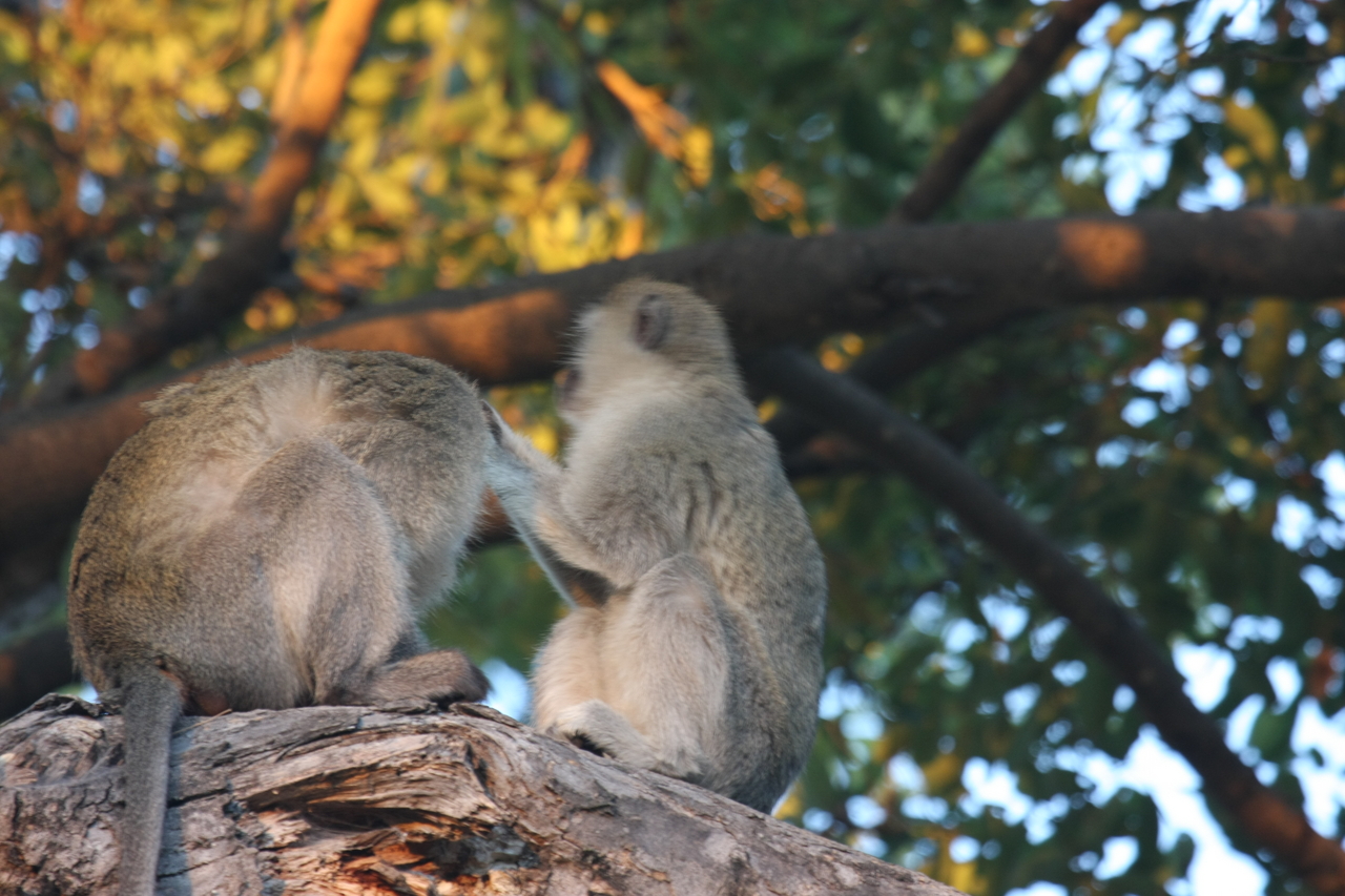 [17566] 2016_06_28_01_10_36_Africa_Canon_EOS_40D_IMG__10025.jpg