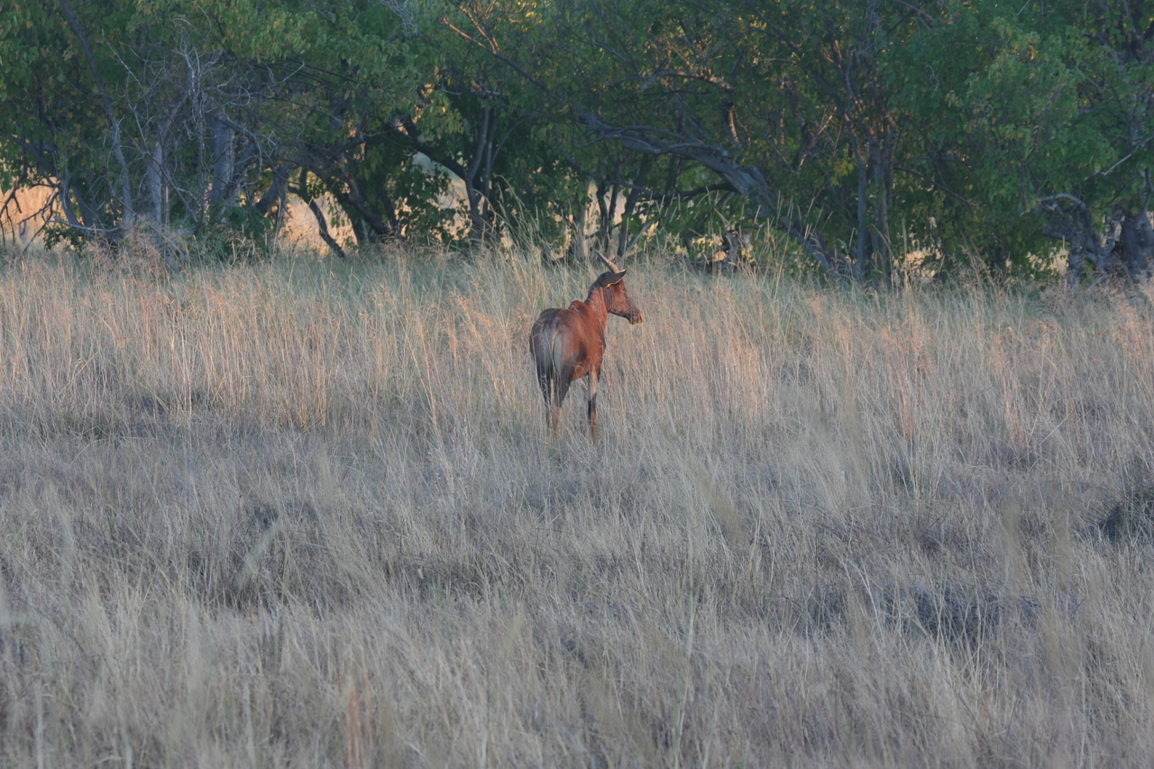 [17582] 2016_06_28_01_12_49_Africa_Canon_EOS_40D_IMG__10070.jpg