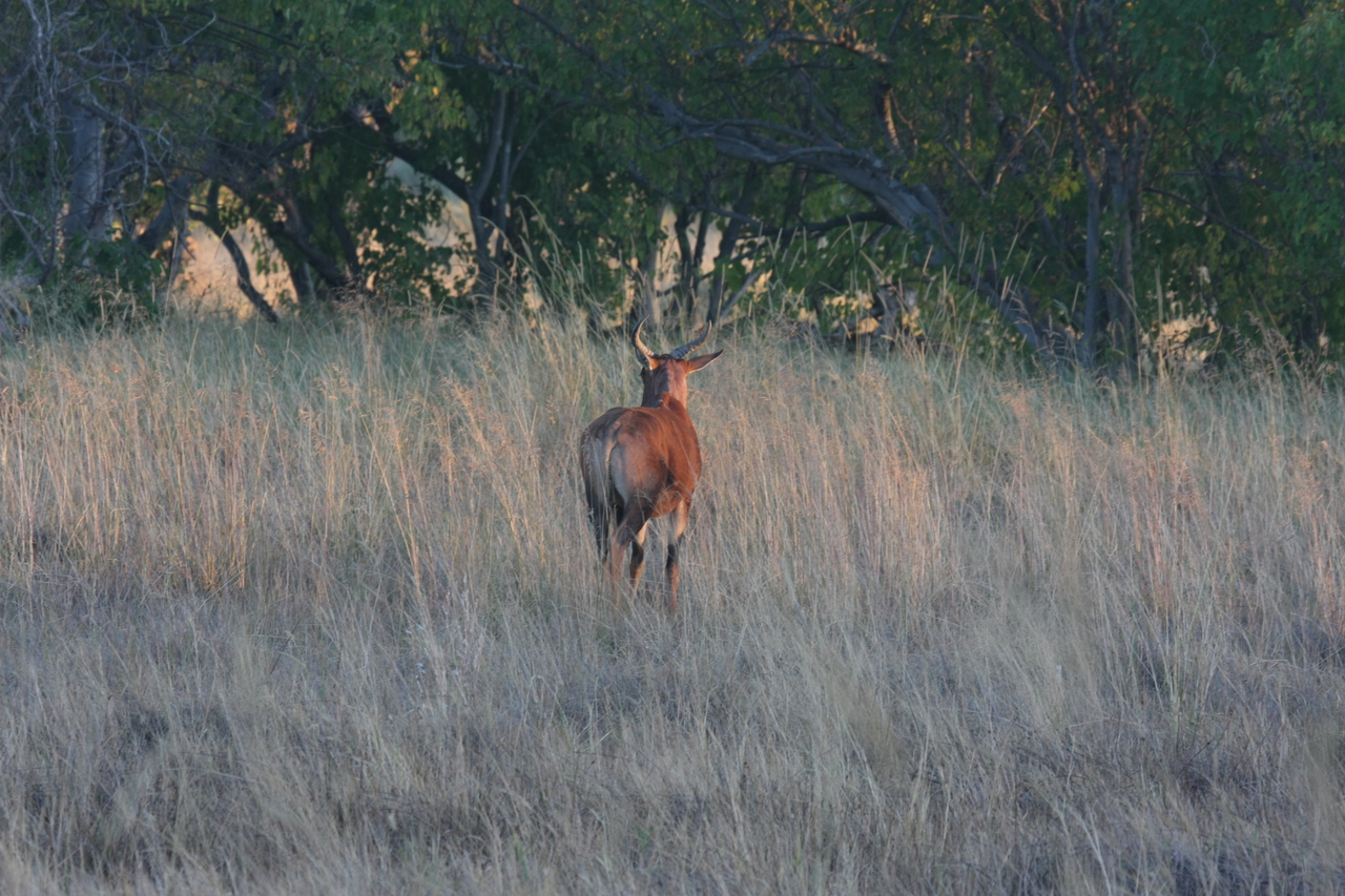 [17586] 2016_06_28_01_12_53_Africa_Canon_EOS_40D_IMG__02634.jpg