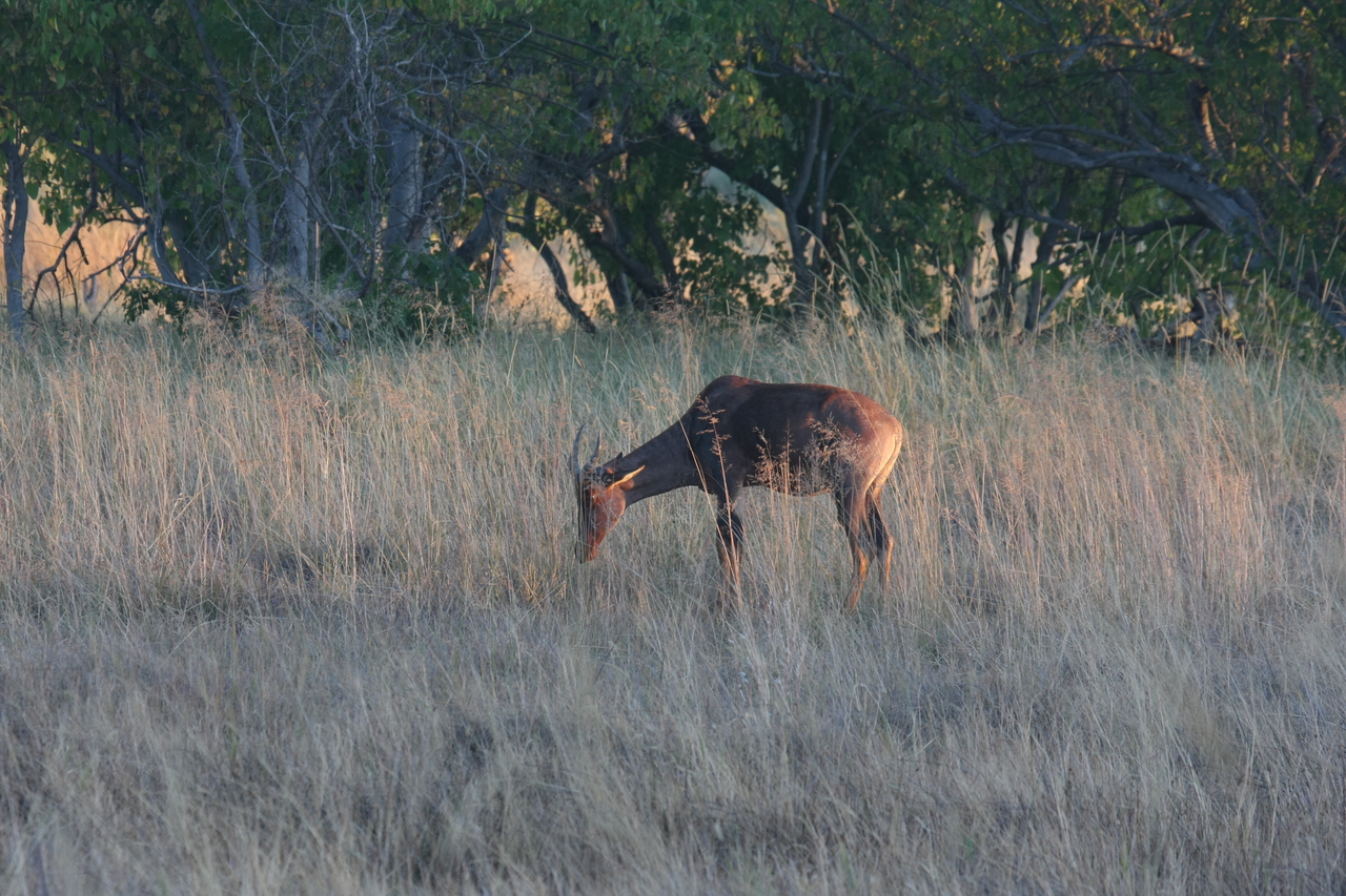[17593] 2016_06_28_01_13_12_Africa_Canon_EOS_40D_IMG__00291.jpg