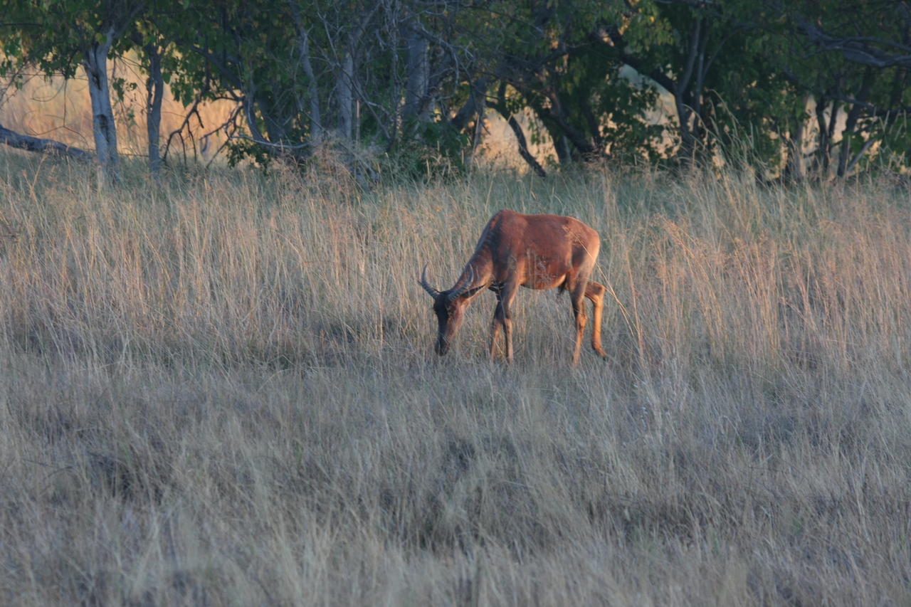 [17603] 2016_06_28_01_13_15_Africa_Canon_EOS_40D_IMG__10147.jpg