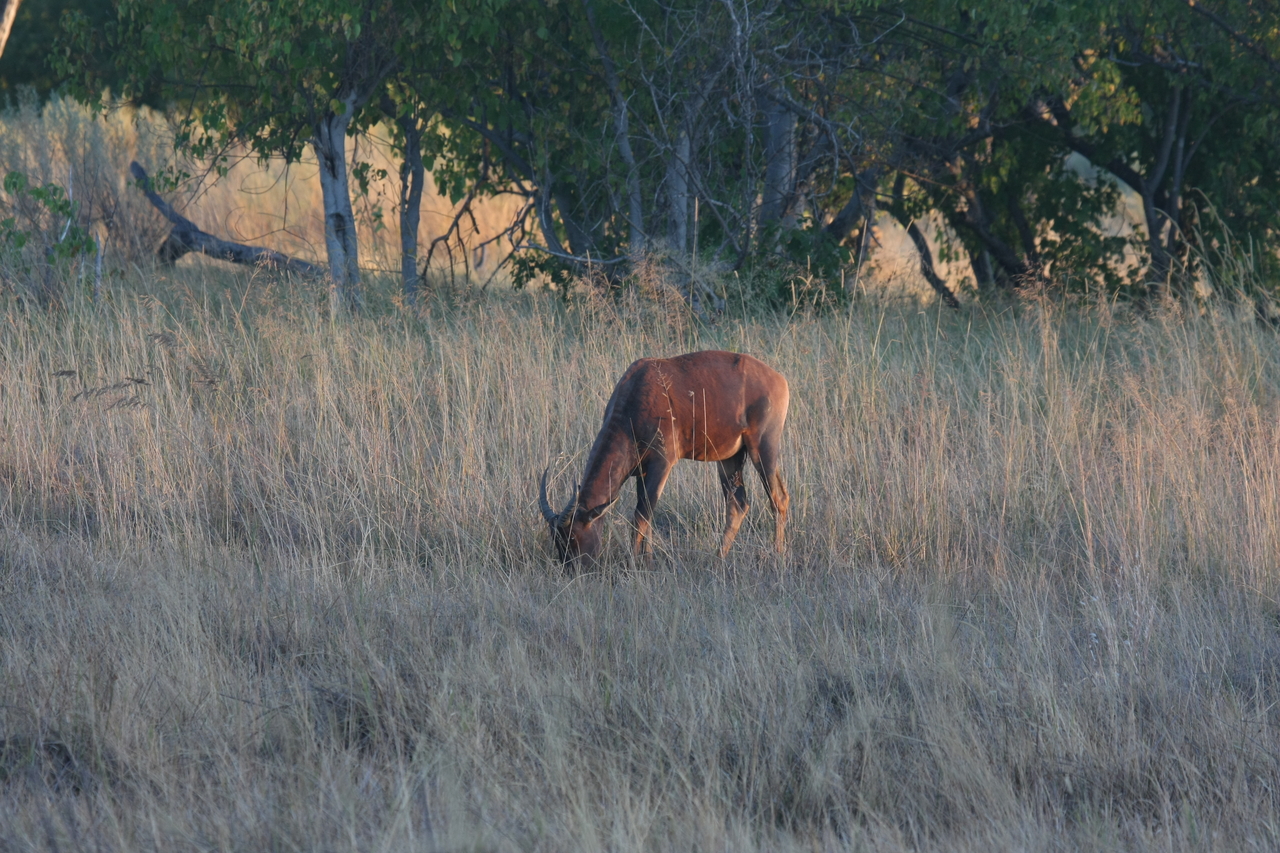 [17605] 2016_06_28_01_14_08_Africa_Canon_EOS_40D_IMG__02711.jpg
