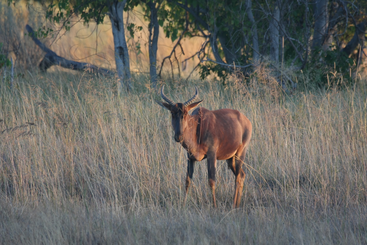 [17617] 2016_06_28_01_14_33_Africa_Canon_EOS_40D_IMG__02756.jpg