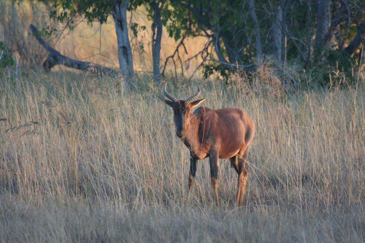 [17622] 2016_06_28_01_14_34_Africa_Canon_EOS_40D_IMG__00391.jpg