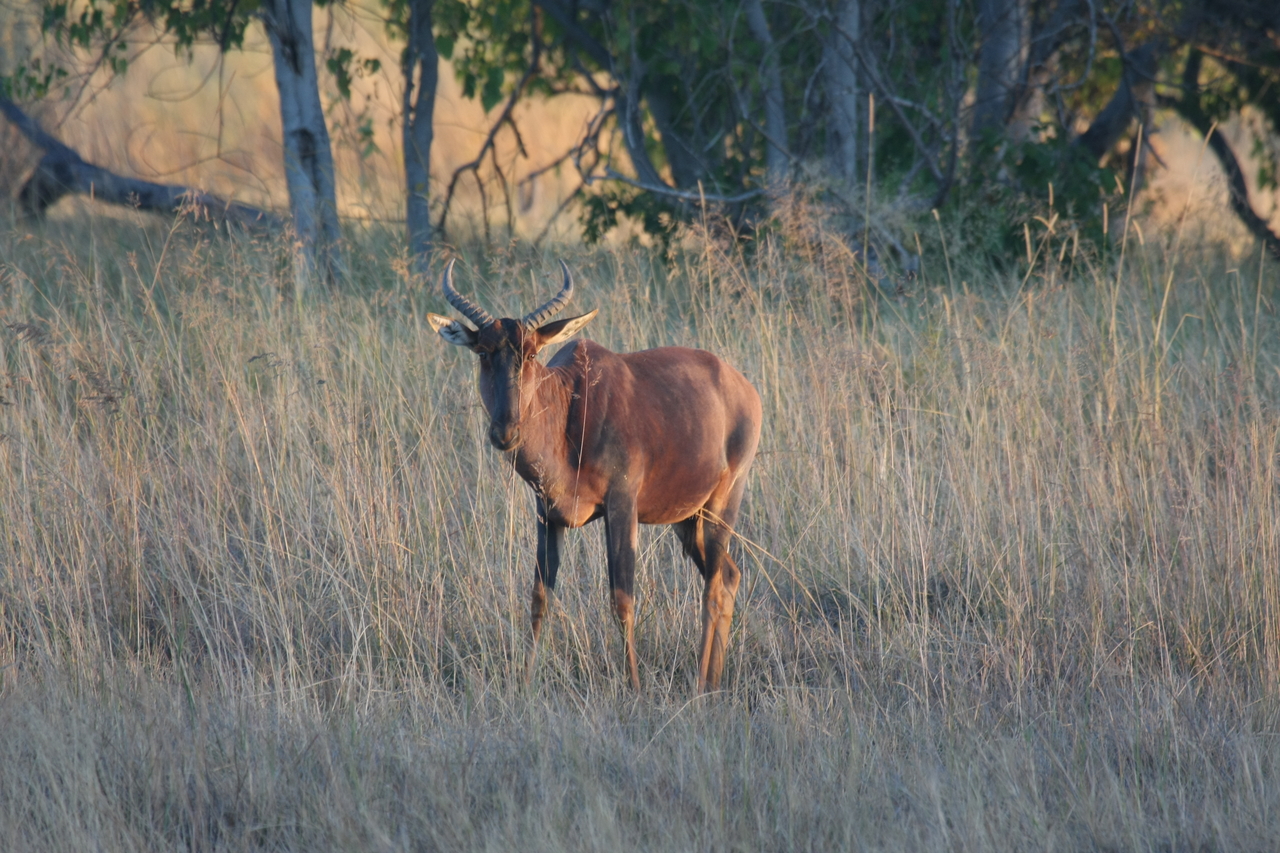 [17625] 2016_06_28_01_14_39_Africa_Canon_EOS_40D_IMG__00402.jpg