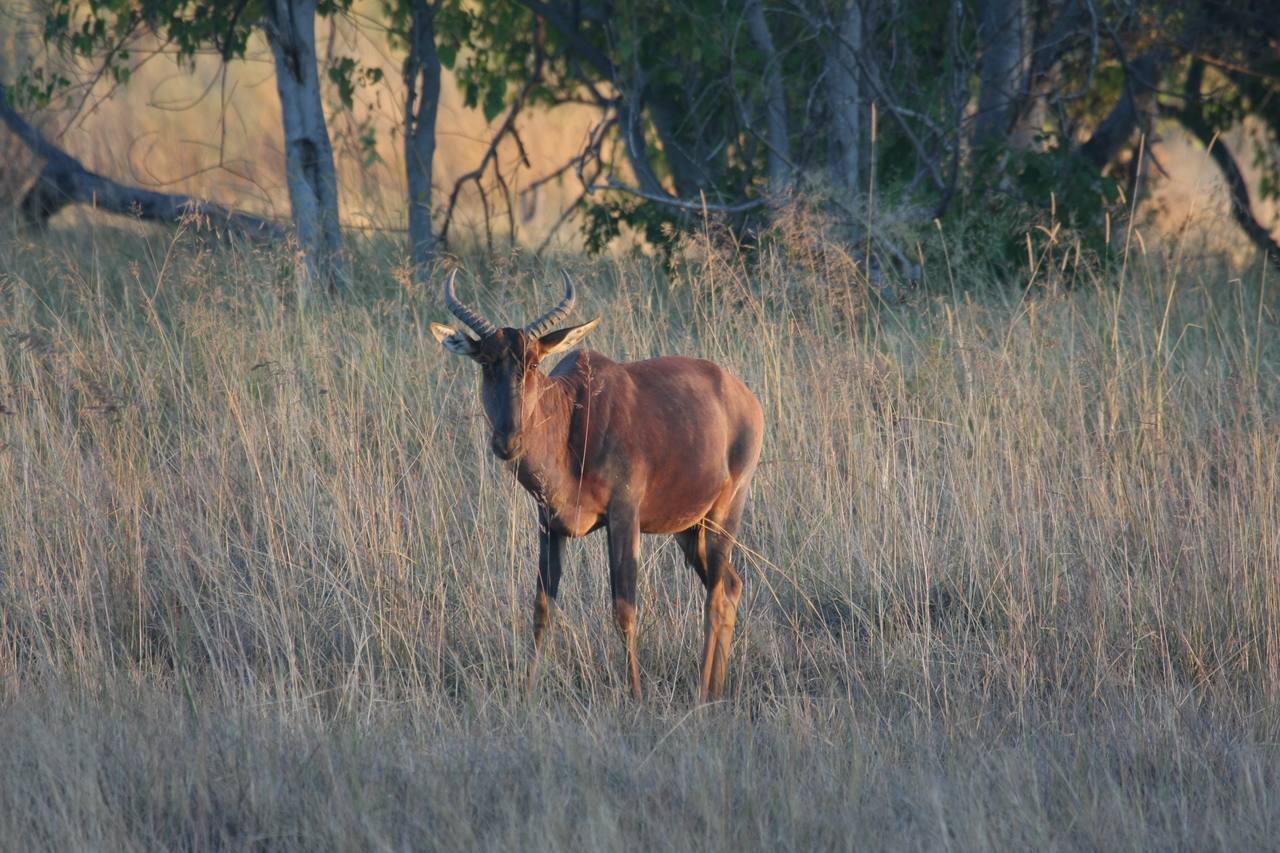 [17628] 2016_06_28_01_14_39_Africa_Canon_EOS_40D_IMG__02800.jpg