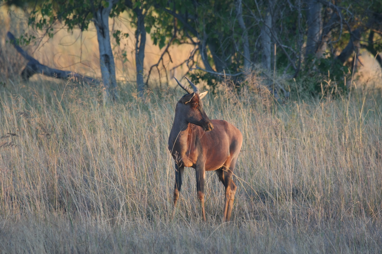[17633] 2016_06_28_01_14_43_Africa_Canon_EOS_40D_IMG__00447.jpg