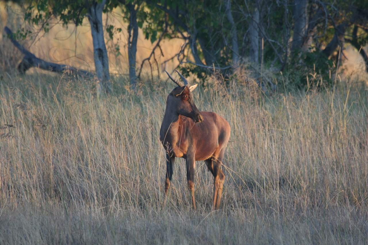 [17634] 2016_06_28_01_14_43_Africa_Canon_EOS_40D_IMG__02811.jpg