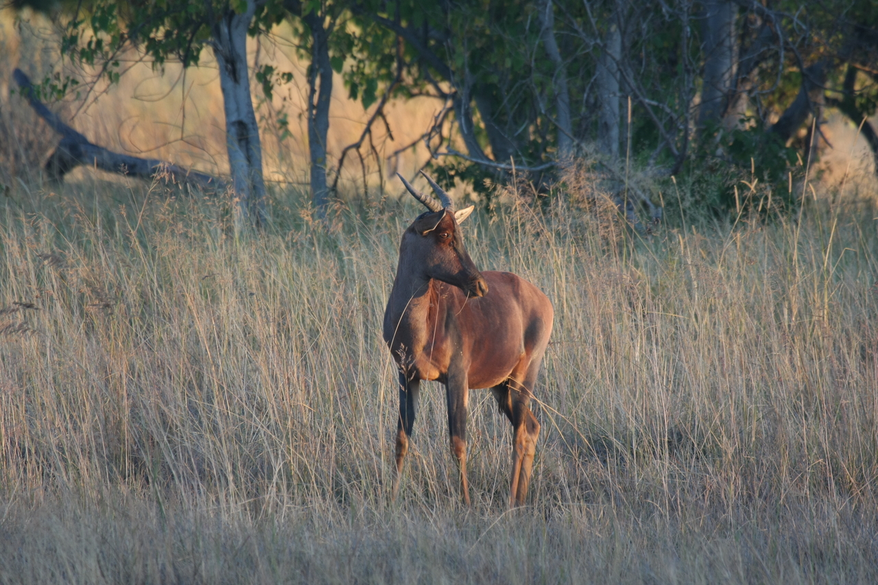 [17635] 2016_06_28_01_14_43_Africa_Canon_EOS_40D_IMG__02822.jpg