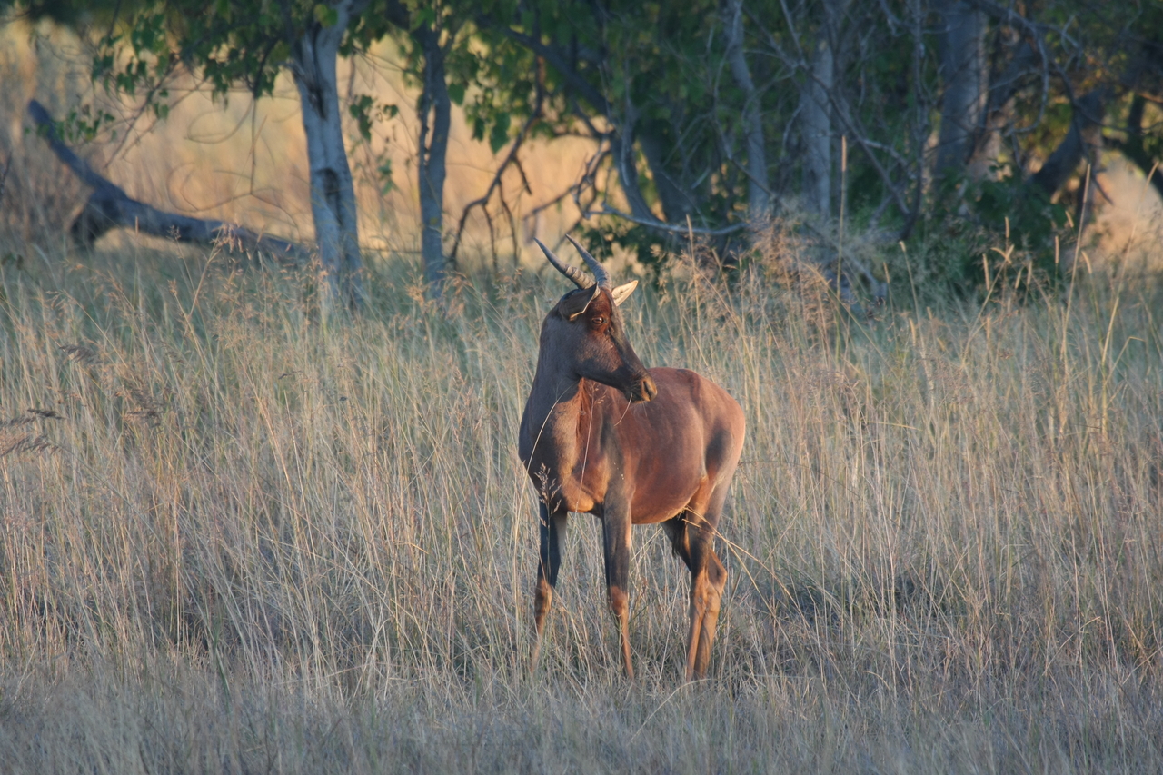 [17640] 2016_06_28_01_14_44_Africa_Canon_EOS_40D_IMG__00458.jpg