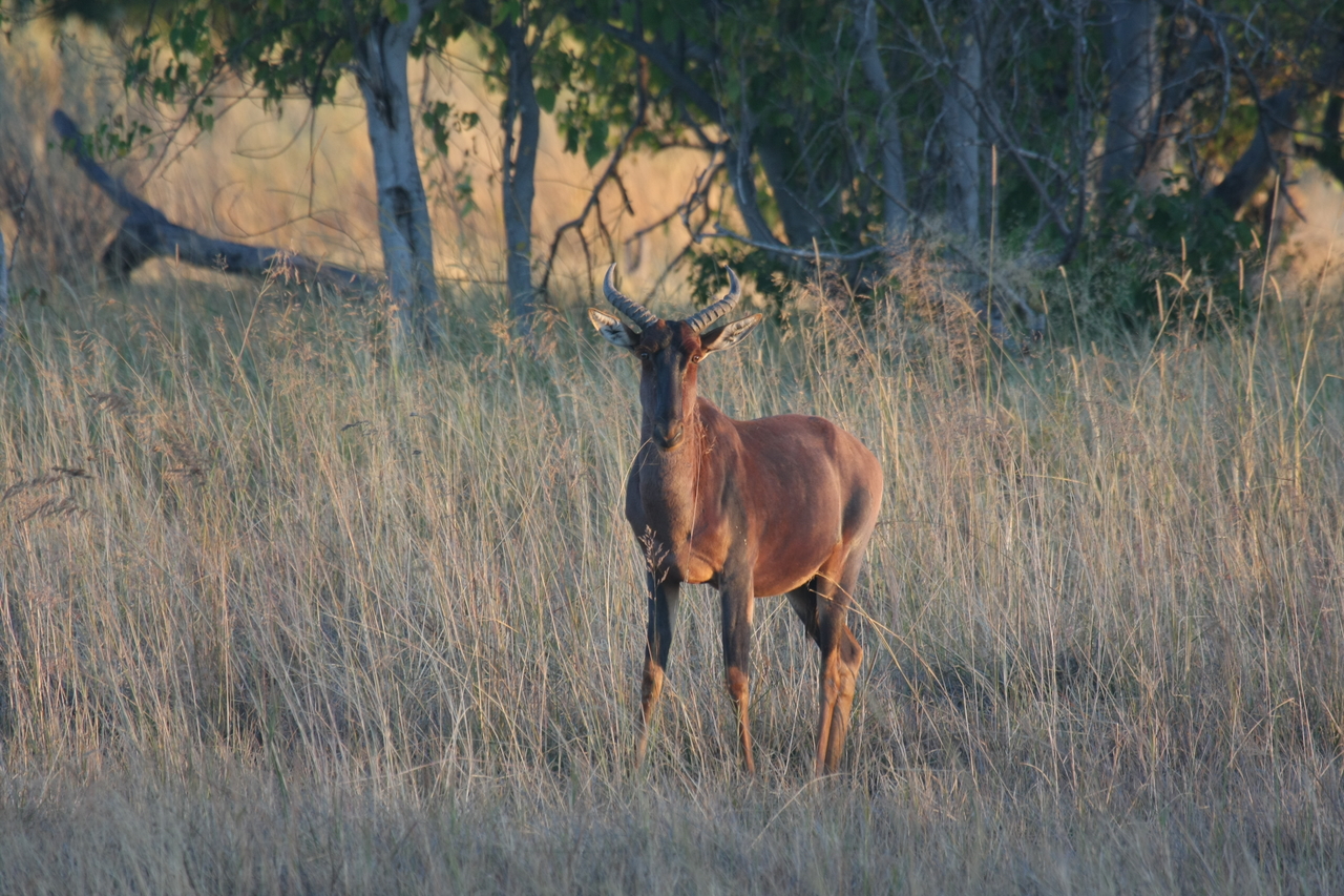 [17645] 2016_06_28_01_14_59_Africa_Canon_EOS_40D_IMG__00491.jpg