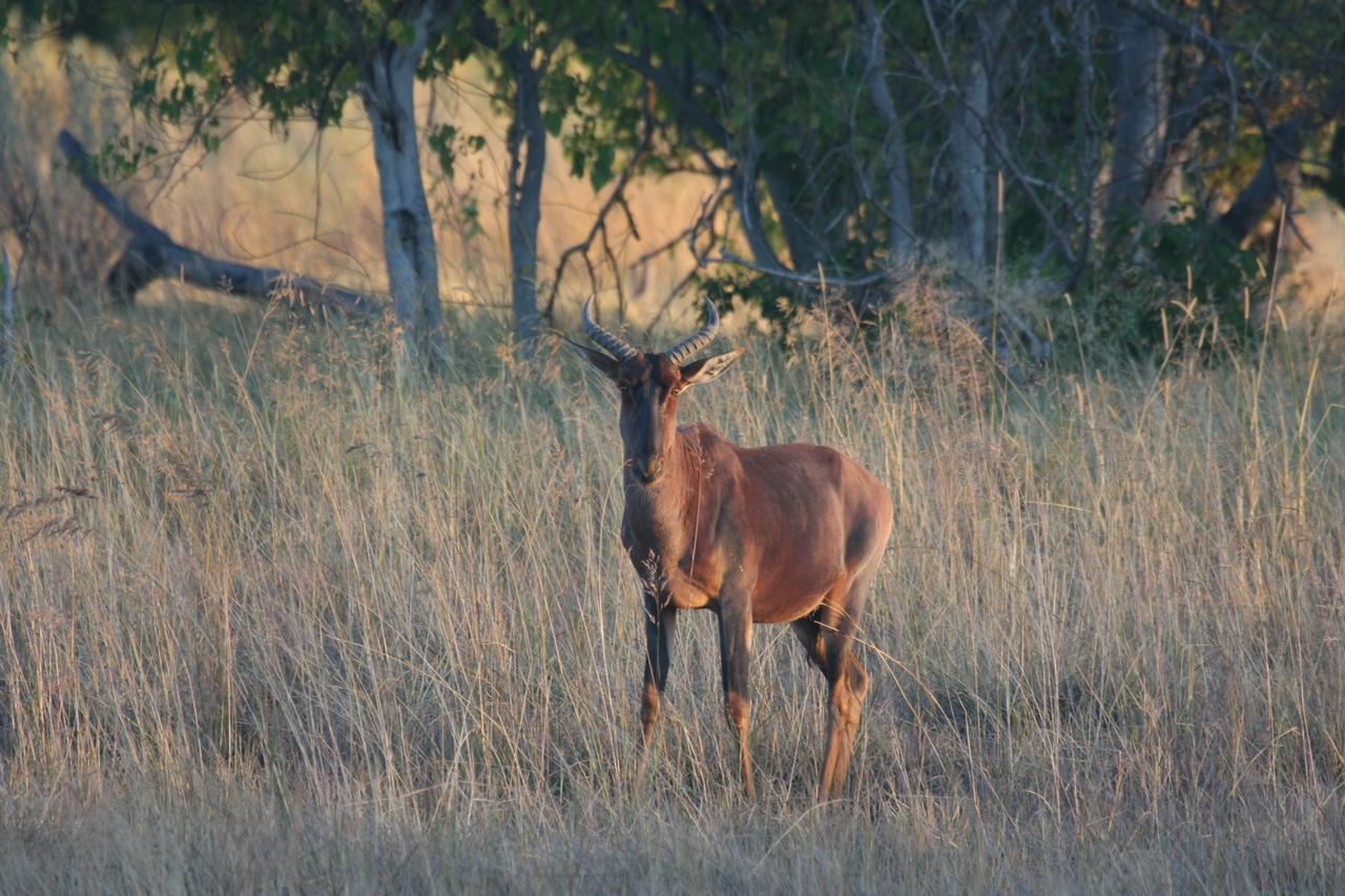[17664] 2016_06_28_01_15_05_Africa_Canon_EOS_40D_IMG__00546.jpg