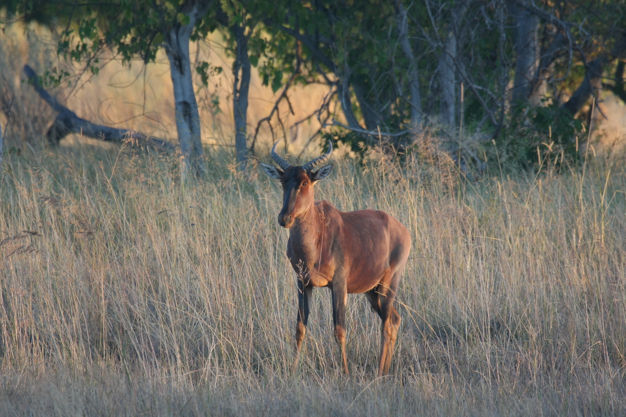 [17678] 2016_06_28_01_15_10_Africa_Canon_EOS_40D_IMG__10425.jpg