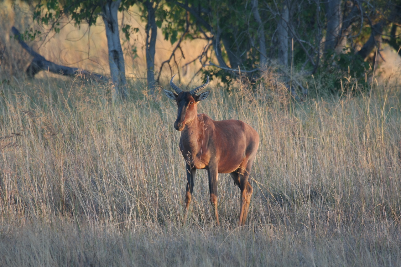 [17682] 2016_06_28_01_15_12_Africa_Canon_EOS_40D_IMG__02989.jpg