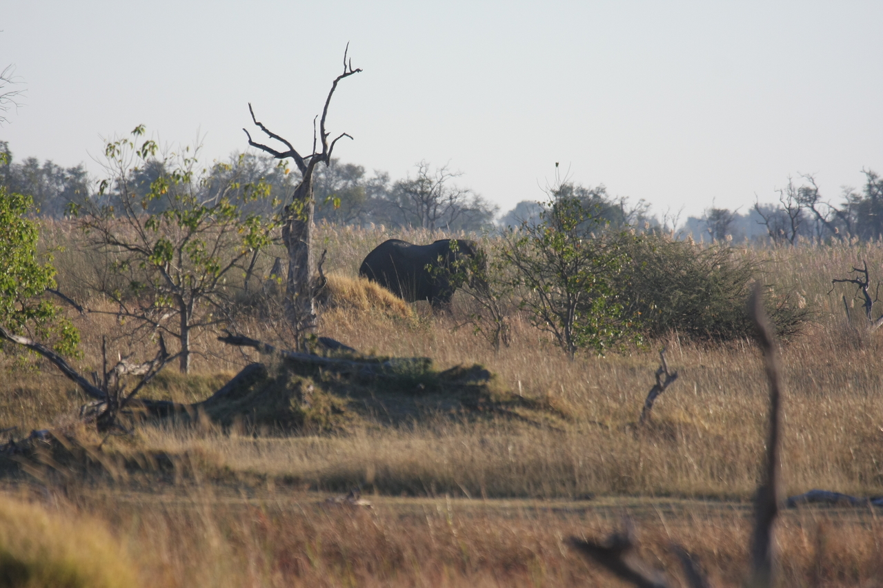 [17714] 2016_06_28_01_39_54_Africa_Canon_EOS_40D_IMG__10491.jpg