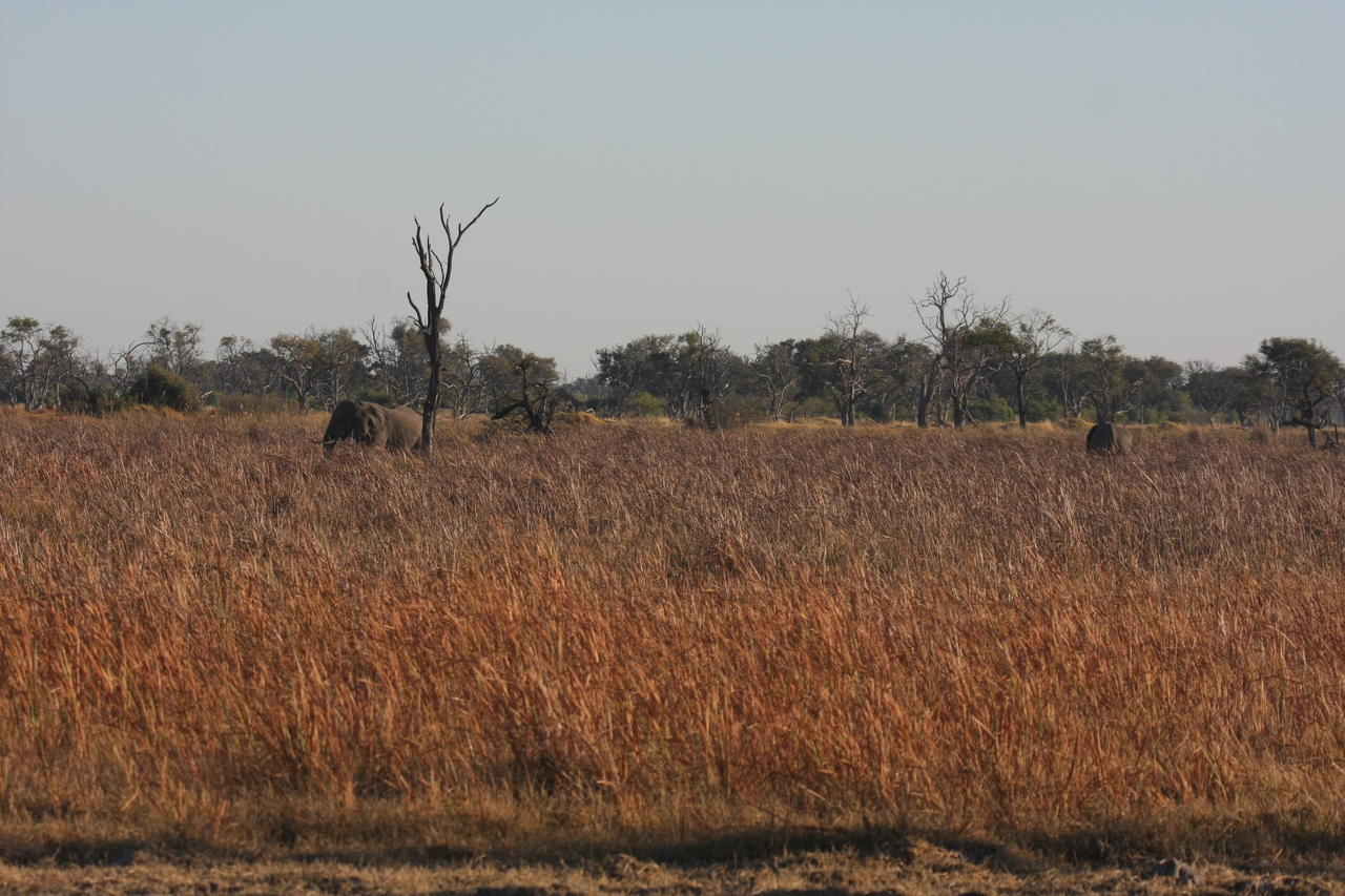 [17736] 2016_06_28_01_46_17_Africa_Canon_EOS_40D_IMG__03089.jpg