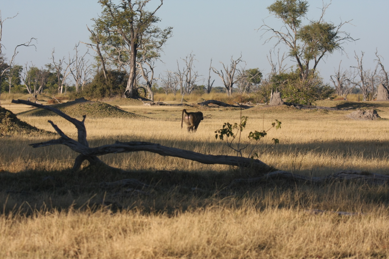 [17754] 2016_06_28_01_56_06_Africa_Canon_EOS_40D_IMG__00768.jpg