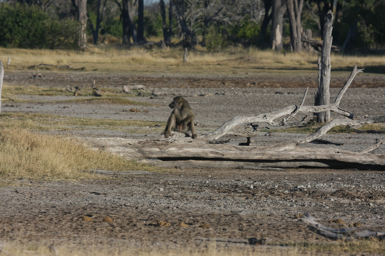[17766] 2016_06_28_01_59_04_Africa_Canon_EOS_40D_IMG__03200.jpg