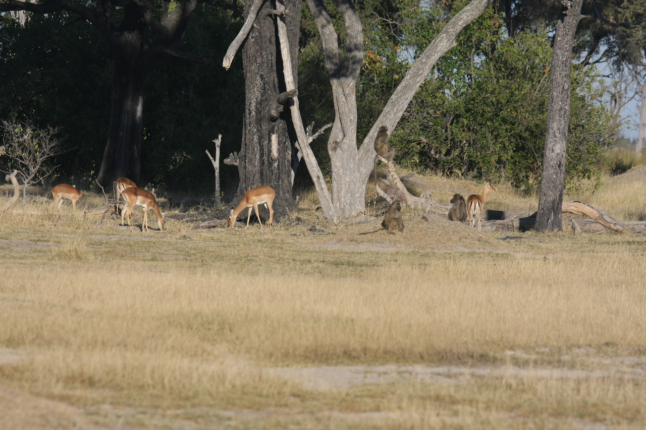 [17778] 2016_06_28_01_59_34_Africa_Canon_EOS_40D_IMG__03229.jpg