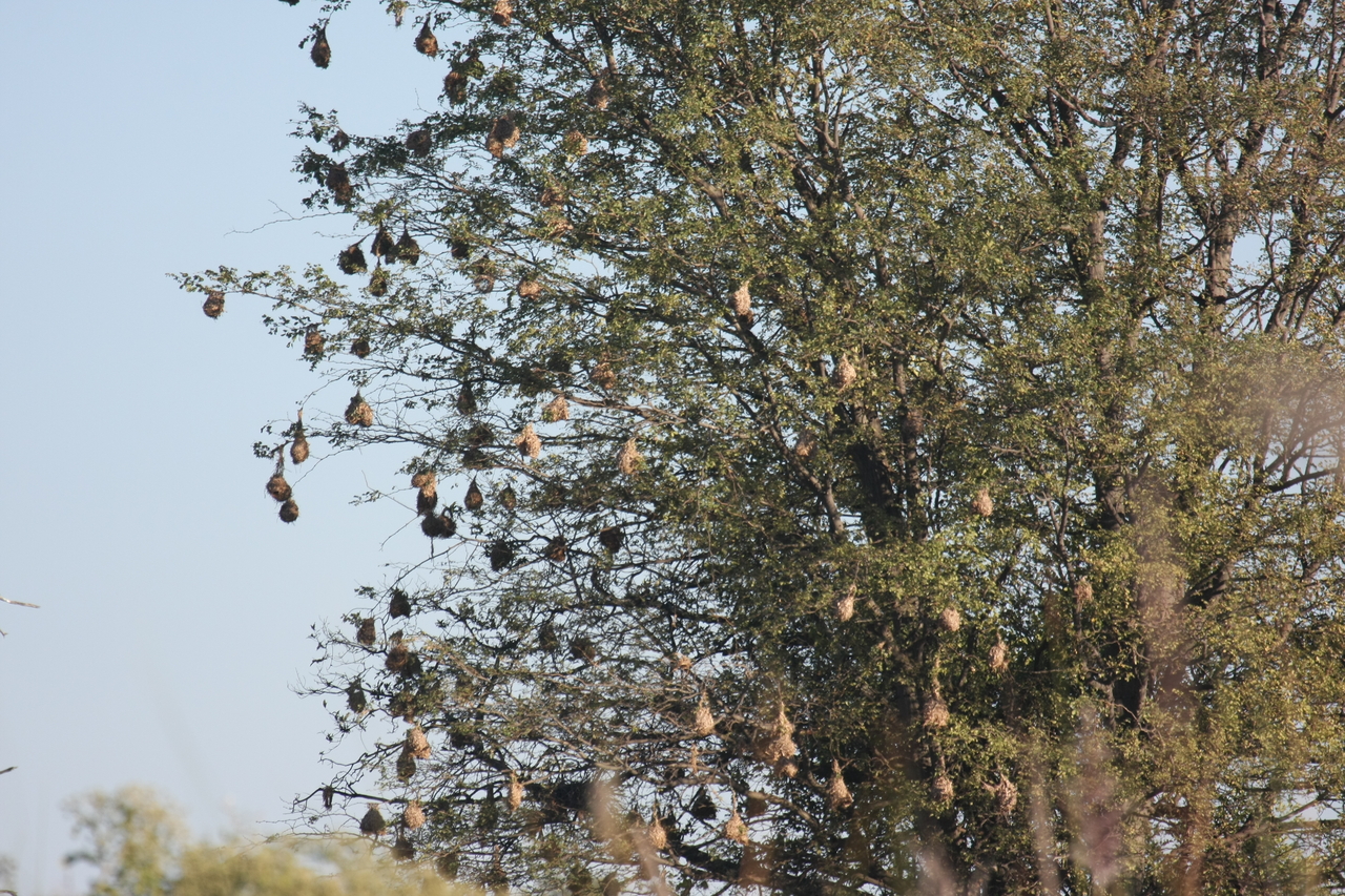 [17822] 2016_06_28_02_09_12_Africa_Canon_EOS_40D_IMG__02393.jpg