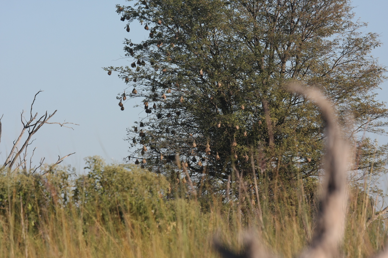 [17827] 2016_06_28_02_09_22_Africa_Canon_EOS_40D_IMG__02394.jpg