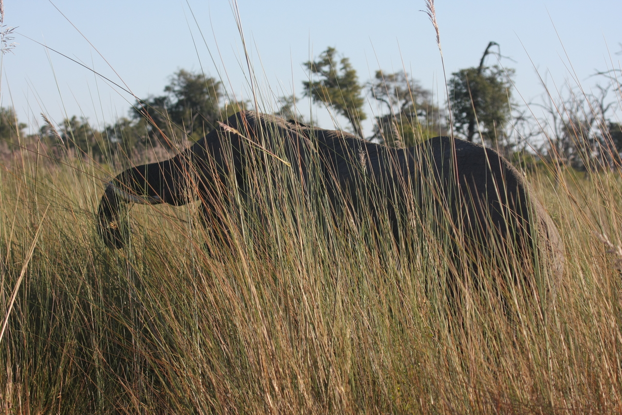 [17839] 2016_06_28_02_11_27_Africa_Canon_EOS_40D_IMG__09844.jpg