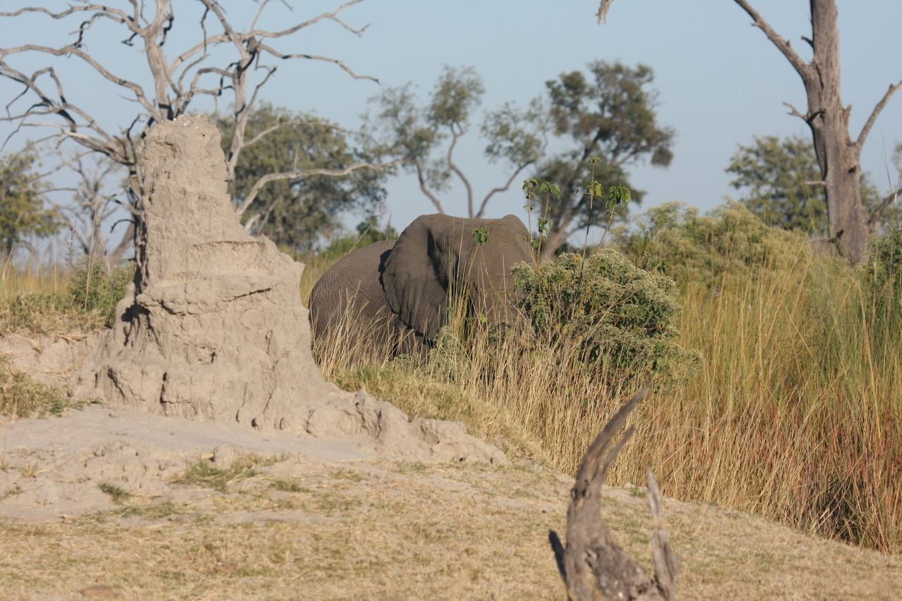 [17847] 2016_06_28_02_11_51_Africa_Canon_EOS_40D_IMG__00015.jpg