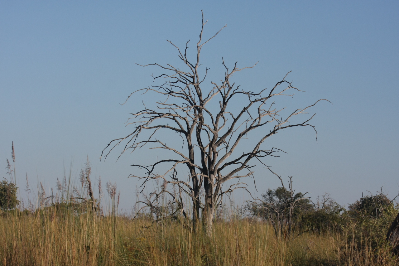 [17887] 2016_06_28_02_15_03_Africa_Canon_EOS_40D_IMG__09862.jpg