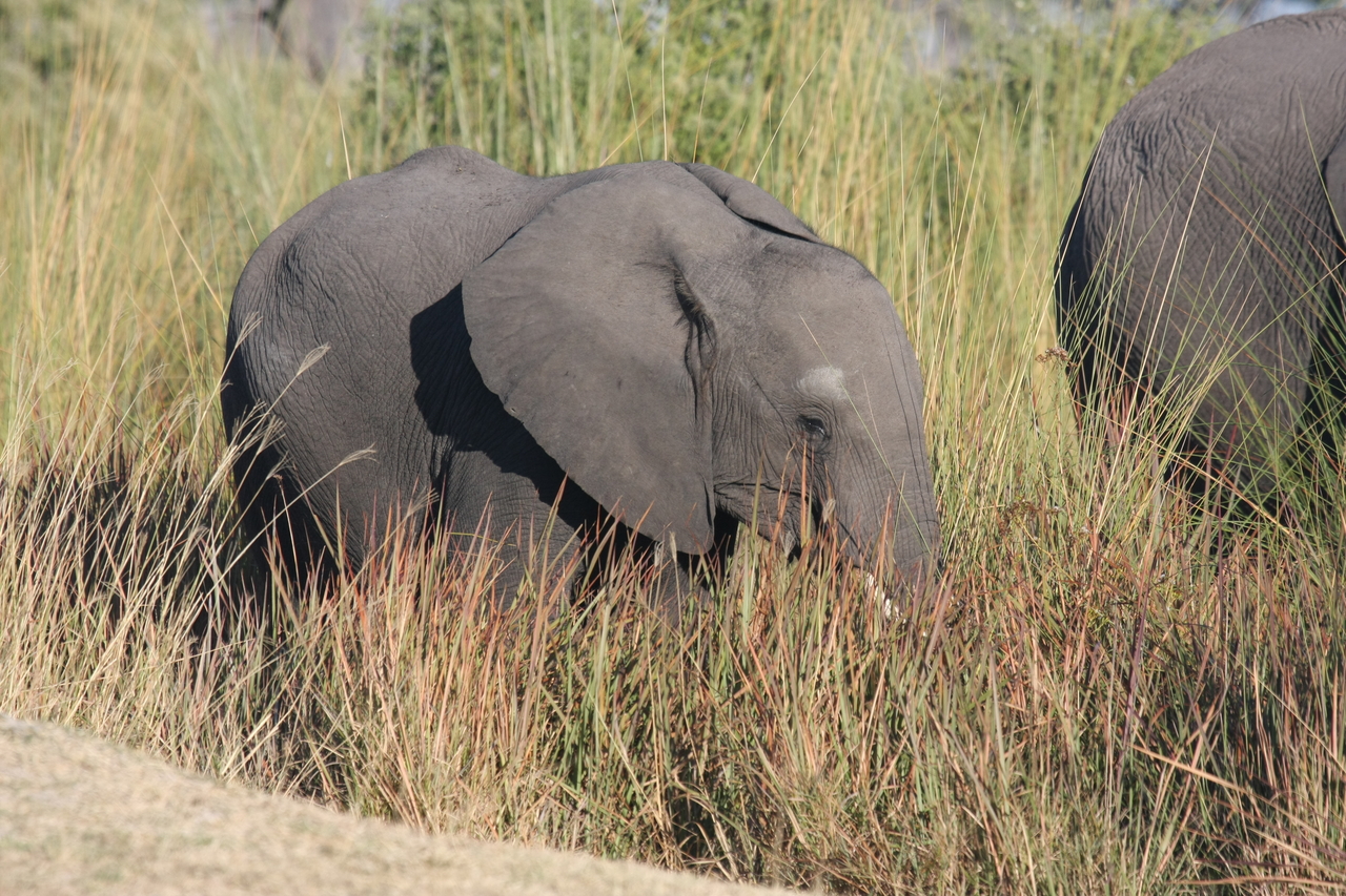 [17903] 2016_06_28_02_16_59_Africa_Canon_EOS_40D_IMG__02421.jpg