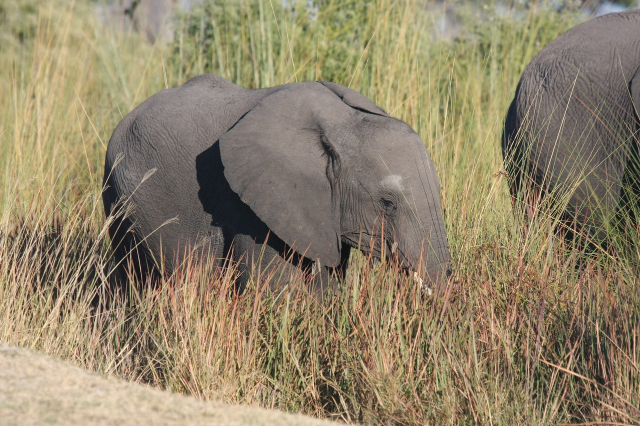 [17904] 2016_06_28_02_16_59_Africa_Canon_EOS_40D_IMG__02422.jpg