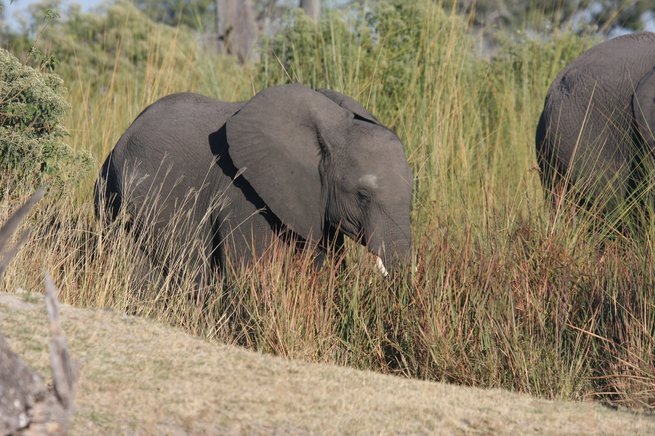 [17907] 2016_06_28_02_17_16_Africa_Canon_EOS_40D_IMG__00037.jpg